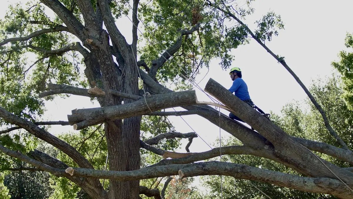 Professional Crown Thinning performed by certified arborists in Rusk